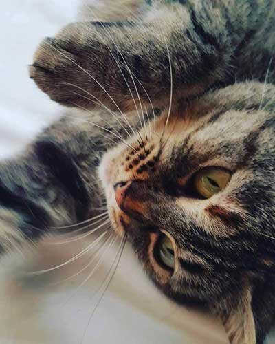 tierkommunikation Katze