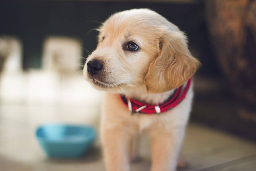 Featured image for “Tierkommunikation mit deinem Hund - 60 Minuten”