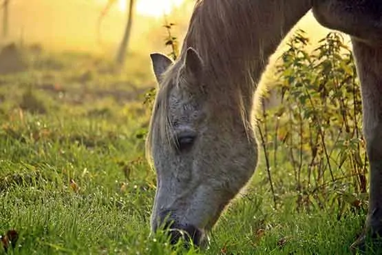 Featured image for “Tierkommunikation mit deinem Pferd - 60 Minuten”