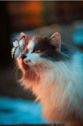 Katze mit Schmetterling mobil