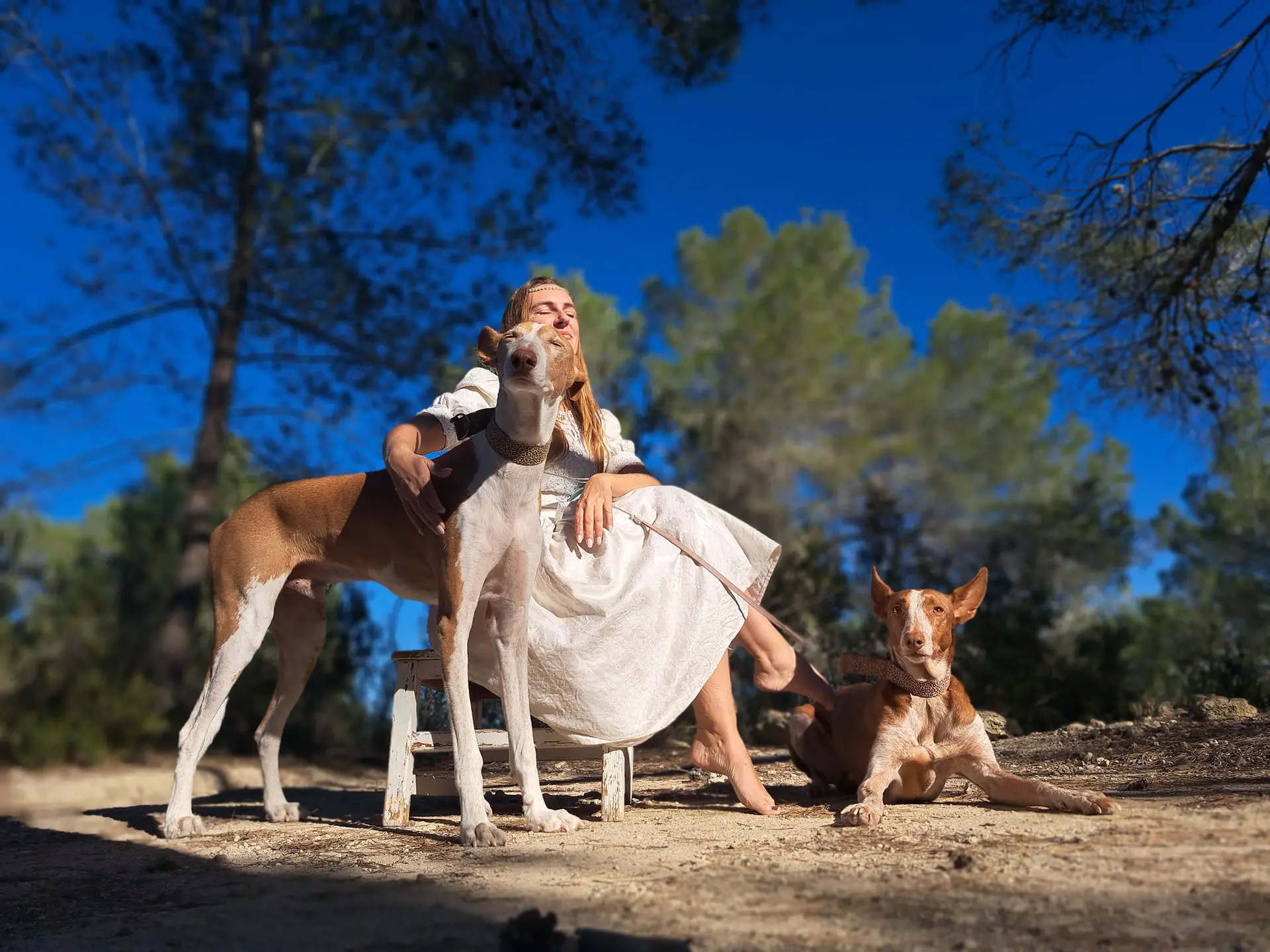 Tierkommunikation Hund