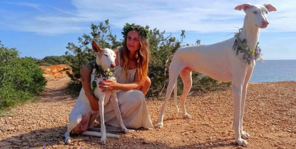 Ibiza Podenco Ibicenco