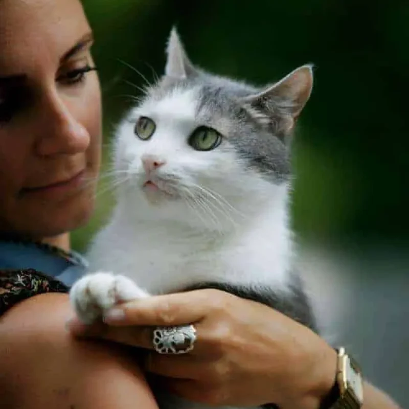 Tierkommunikation Katze
